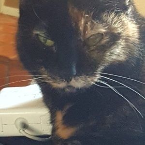 Meet your Posher, Robin